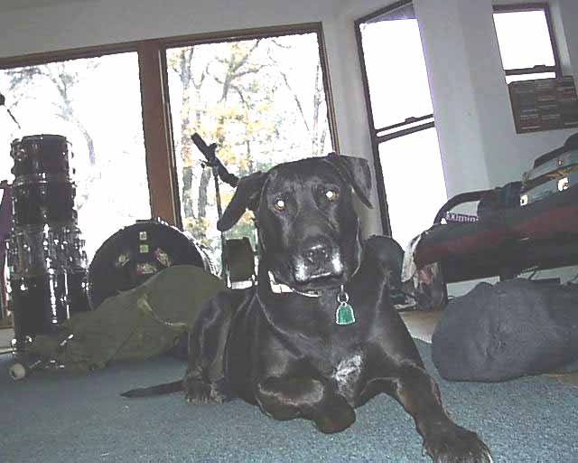 Buddy